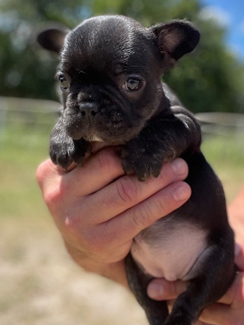 frenchie puppy